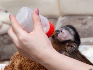 Новосибирский зоопарк: у бурых капуцинов и генетты родились малыши