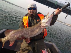 Новосибирец поймал огромную щуку в Оби под Бугринским мостом