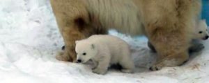 Белые медвежата из Новосибирского зоопарка вышли на свои первые прогулки