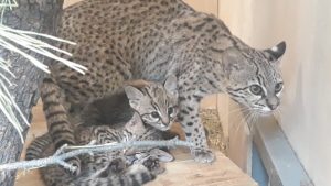 Первые котята Жоффруа появились в новосибирском зоопарке