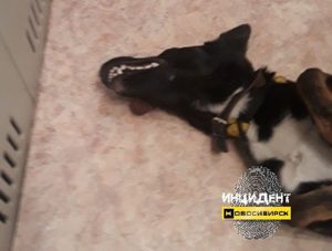 Новосибирск: в лифте дома на Затулинке нашли задушенную собаку с игрушками