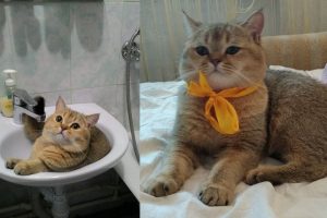 В Новосибирске пропал кот очень редкой дорогой породы