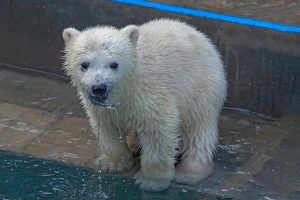 Мокрые и смешные белые медвежата насмешили новосибирцев