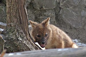 В зоопарке красный волк-отец не подпускал новосибирцев к клетке с волчатами