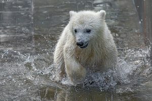 Мокрые и смешные белые медвежата насмешили новосибирцев