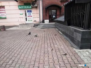 В центре Новосибирска заметили несколько мёртвых свиристелей