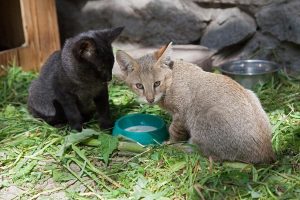 Черный и серый: два камышовых котенка родились в Новосибирском зоопарке