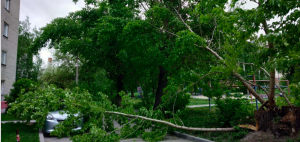 В Новосибирске упавшее дерево повредило машину и перегородило проезд во дворы