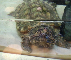 Огромную кусачую черепаху Матильду привезли в Океанариум