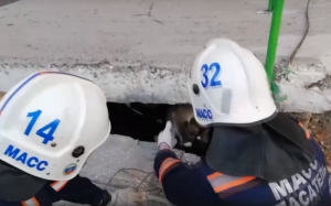 Спасатели МАСС вернули хозяйке упавшую с пятого этажа кошку