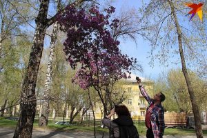 В Новосибирске зацвел маральник, который растет в горах