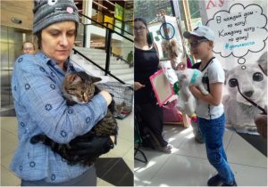 "День хвоста": бездомные котики ищут хозяев в Новосибирске
