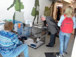 "День хвоста": бездомные котики ищут хозяев в Новосибирске