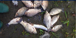 Житель Новосибирска обнаружил мёртвую рыбу в протоке Малая Затонская