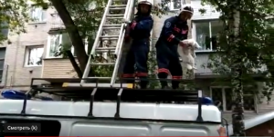Спасатели МАСС сняли кота с высокого дерева в Заельцовском районе
