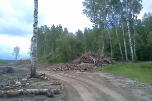 Вырубили лес в Заельцовском районе Новосибирска