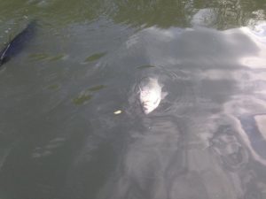 Житель Новосибирска обнаружил мёртвую рыбу в протоке Малая Затонская