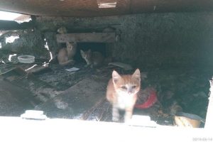 В Новосибирске убили кошку - горожане хотят забрать себе котят