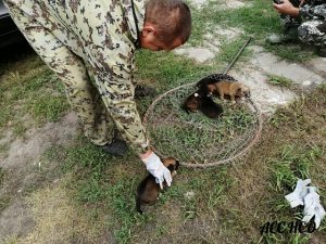 Куйбышевские спасатели вытащили из трубы маленьких щенков
