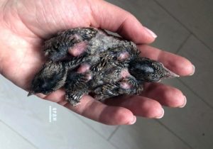В Новосибирске спасли двух птенцов-мутантов