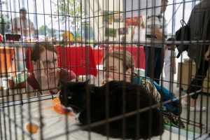 «День хвоста» - новосибирцы разобрали бездомных кошек и собак