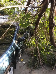 Дерево придавило автомобиль в Ленинском районе Новосибирска