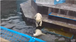 Белые медвежата в Новосибирском зоопарке устроили игры на день Ивана Купала