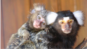 В Новосибирском зоопарке родились две обезьянки-игрунки