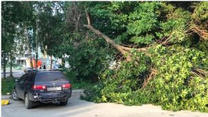 Дерево придавило автомобиль в Ленинском районе Новосибирска