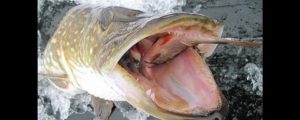 Новосибирец поймал 11-килограммовую щуку на озере Карпысак