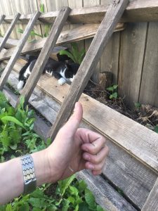 Новосибирец спас кота, упавшего с балкона