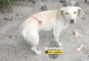 В Новосибирске местные жители стреляют в бродячих собак