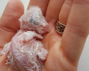 Девушка-волонтер из Новосибирска решила вырастить совёнка