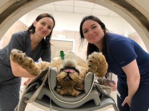 Новосибирские ветеринары обследовали ручного львёнка из бродячего цирка