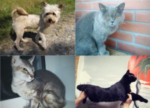 В «День хвоста» породистые и бездомные котики найдут хозяев
