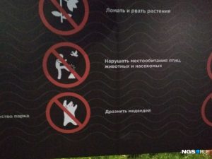 Власти Новосибирска запретили дразнить медведей на Михайловской набережной