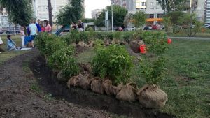 В Новосибирске прошла акция «Посади своё дерево»