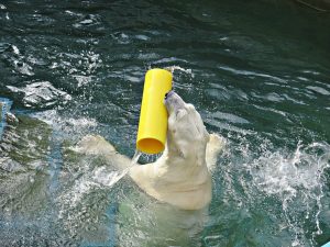 Японцы привезли желтую трубу белому медведю Каю