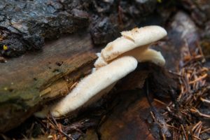 Редкий  американский гриб нашли в тайге новосибирцы