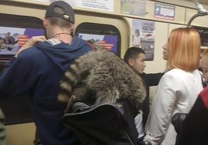 В Новосибирске енот проехался в метро