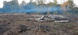 Возле городского пляжа в Новосибирске вырубили и сожгли деревья