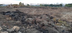 Возле городского пляжа в Новосибирске вырубили и сожгли деревья