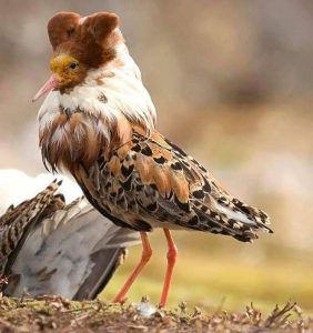 Драчливые птицы с яркими воротниками прилетели в Новосибирск