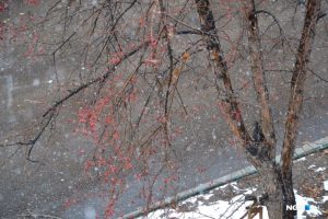 Новосибирцы делится в Сети фотографиями субботнего снегопада