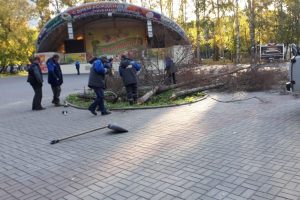Власти Новосибирска спилили засохшие ели в парке «Берёзовая роща»