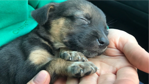 В Новосибирске нашли на помойке маленького щенка по кличке Гуччи