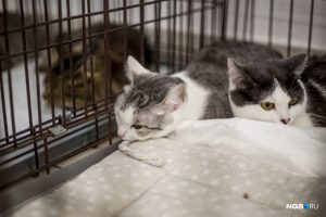 "День хвоста": в Новосибирске нашли дом 10 котов с тяжелой судьбой