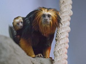 В Новосибирском зоопарке родились несколько обезьянок