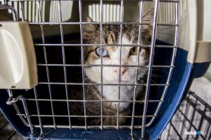 "День хвоста": в Новосибирске нашли дом 10 котов с тяжелой судьбой