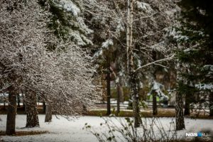 Новосибирцы делится в Сети фотографиями субботнего снегопада
